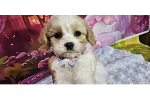 成約済の神奈川県のミックス犬-386701の15枚目