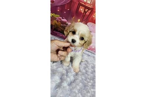 成約済の神奈川県のミックス犬-386701の11枚目