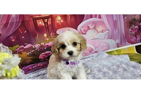 成約済の神奈川県のミックス犬-386701の10枚目