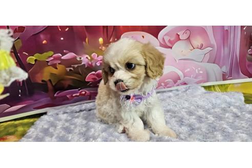 成約済の神奈川県のミックス犬-386701の9枚目