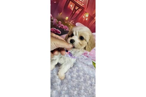 成約済の神奈川県のミックス犬-386701の8枚目