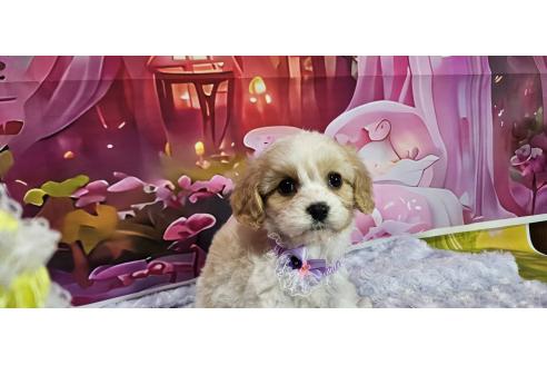 成約済の神奈川県のミックス犬-386701の7枚目
