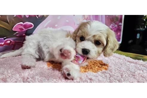 成約済の神奈川県のミックス犬-386695の27枚目