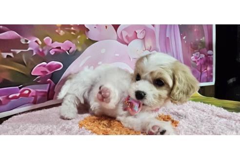 成約済の神奈川県のミックス犬-386695の26枚目