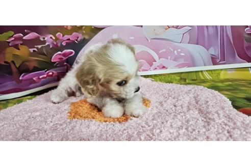 成約済の神奈川県のミックス犬-386695の23枚目
