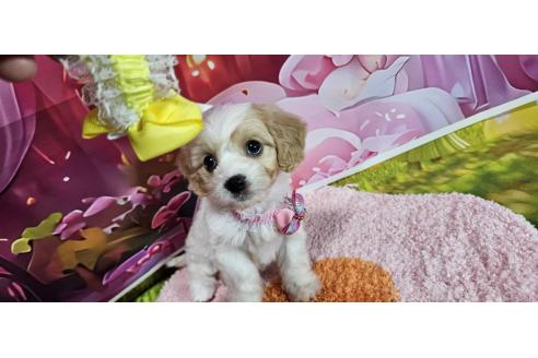 成約済の神奈川県のミックス犬-386695の22枚目