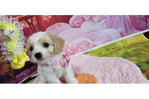 成約済の神奈川県のミックス犬-386695の21枚目