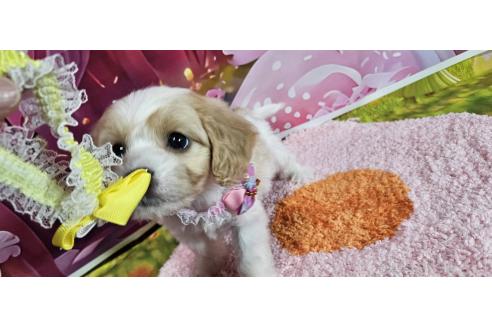 成約済の神奈川県のミックス犬-386695の20枚目