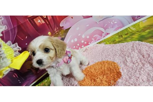 成約済の神奈川県のミックス犬-386695の19枚目
