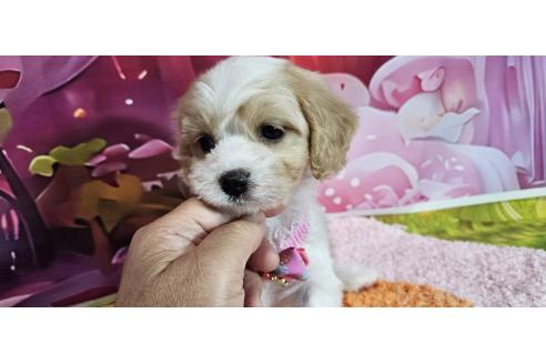 成約済の神奈川県のミックス犬-386695の18枚目