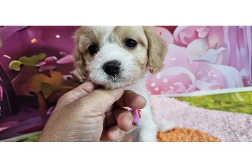 成約済の神奈川県のミックス犬-386695の17枚目