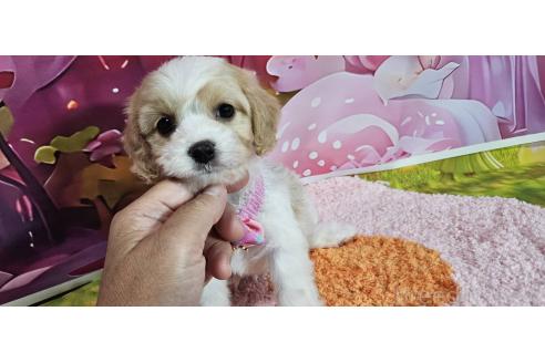 成約済の神奈川県のミックス犬-386695の16枚目