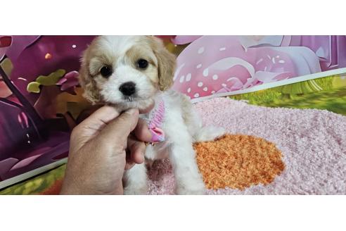 成約済の神奈川県のミックス犬-386695の15枚目