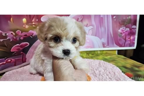 成約済の神奈川県のミックス犬-386691の19枚目