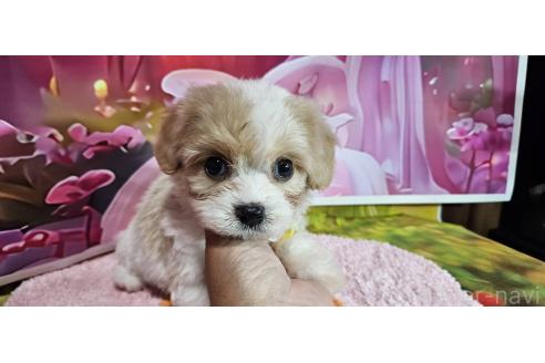 成約済の神奈川県のミックス犬-386691の18枚目