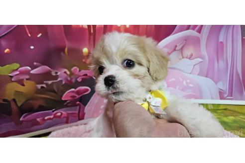 成約済の神奈川県のミックス犬-386691の17枚目