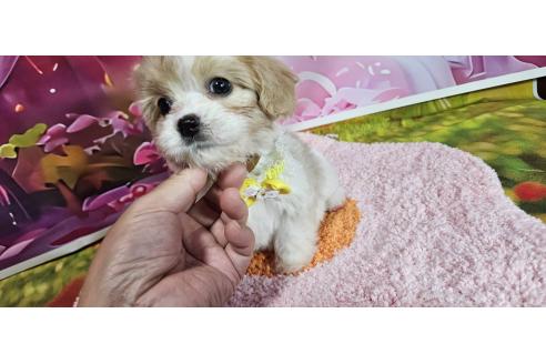 成約済の神奈川県のミックス犬-386691の16枚目