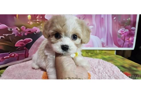 成約済の神奈川県のミックス犬-386691の15枚目