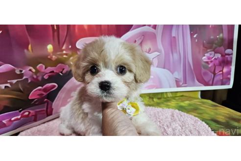 成約済の神奈川県のミックス犬-386691の14枚目