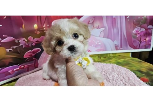 成約済の神奈川県のミックス犬-386691の13枚目