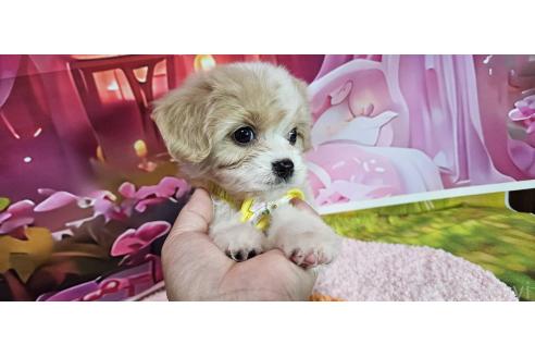 成約済の神奈川県のミックス犬-386691の12枚目