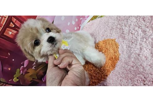 成約済の神奈川県のミックス犬-386691の11枚目