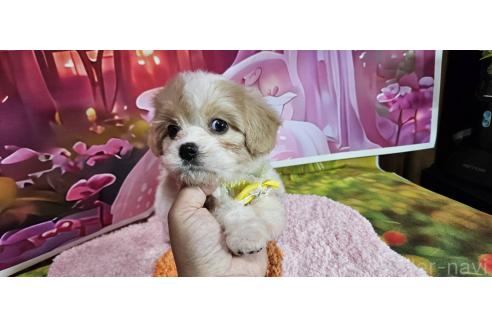 成約済の神奈川県のミックス犬-386691の10枚目