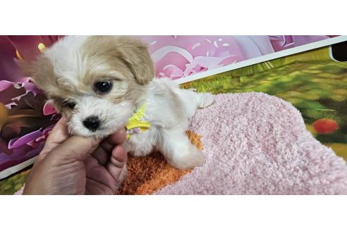 成約済の神奈川県のミックス犬-386691の9枚目