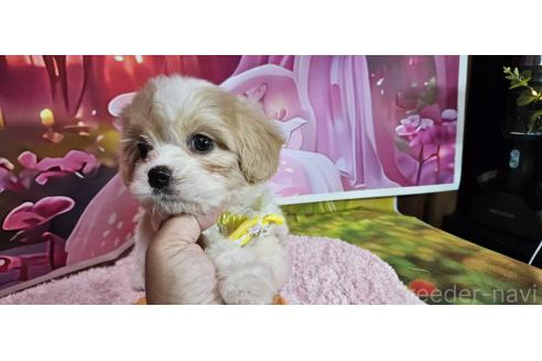 成約済の神奈川県のミックス犬-386691の8枚目