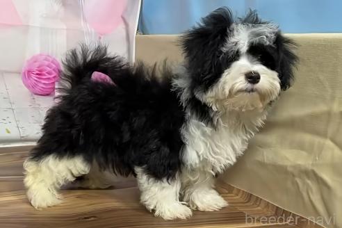 販売中の福岡県のハバニーズ-389601の4枚目
