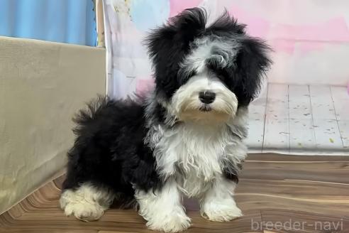 販売中の福岡県のハバニーズ-389601の2枚目