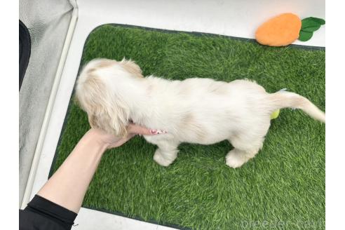 成約済の愛知県のアメリカンコッカースパニエル-389618の3枚目