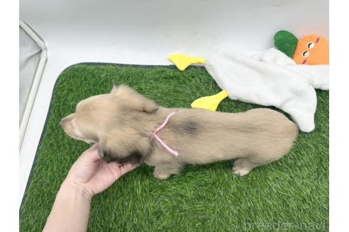 成約済の愛知県のミニチュアダックスフンド(ロングヘアード)-389619の6枚目