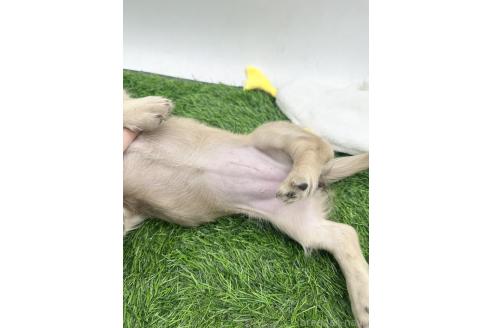 成約済の愛知県のミニチュアダックスフンド(ロングヘアード)-389619の3枚目