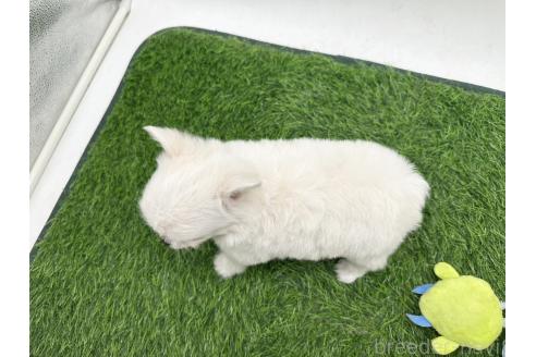 成約済の愛知県のチワマル:チワワ×マルチーズ-389629の2枚目