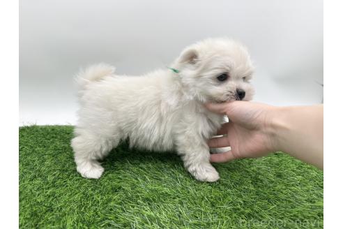 成約済の愛知県のポメマル:ポメラニアン×マルチーズ-388018の4枚目