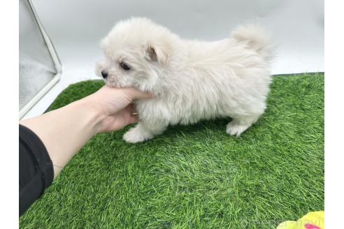 成約済の愛知県のポメマル:ポメラニアン×マルチーズ-388018の3枚目