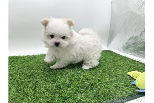 成約済の愛知県のポメマル:ポメラニアン×マルチーズ-388015の6枚目