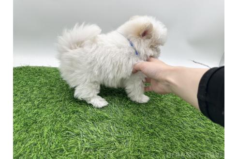 成約済の愛知県のポメマル:ポメラニアン×マルチーズ-388015の4枚目