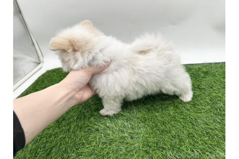成約済の愛知県のポメマル:ポメラニアン×マルチーズ-388015の3枚目