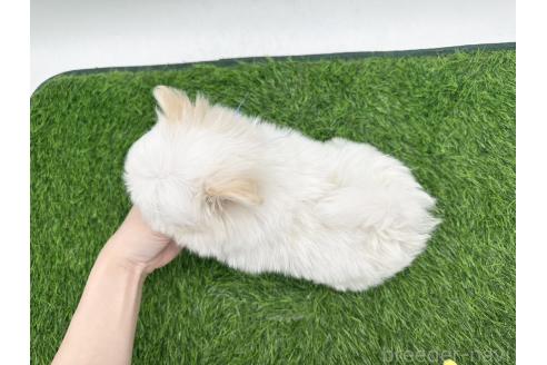 成約済の愛知県のポメマル:ポメラニアン×マルチーズ-388015の2枚目