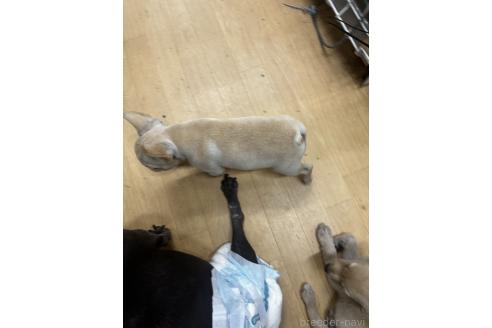 販売中の千葉県のフレンチブルドッグ-383301の2枚目