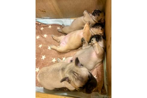 成約済の三重県のフレンチブルドッグ-389654の6枚目