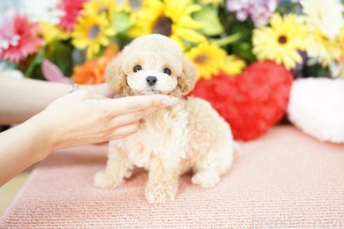 販売中の埼玉県のビションプー:ビションフリーゼ×トイプードル-389667の2枚目
