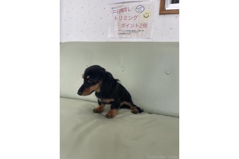 成約済の福岡県のカニンヘンダックスフンド(ロングヘアード)-375705の3枚目