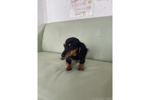 成約済の福岡県のカニンヘンダックスフンド(ロングヘアード)-375705の2枚目