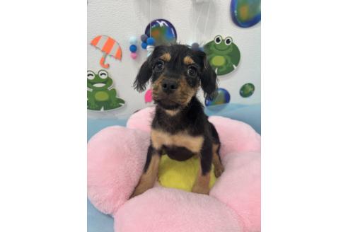 販売中の千葉県のミックス犬-379178の4枚目