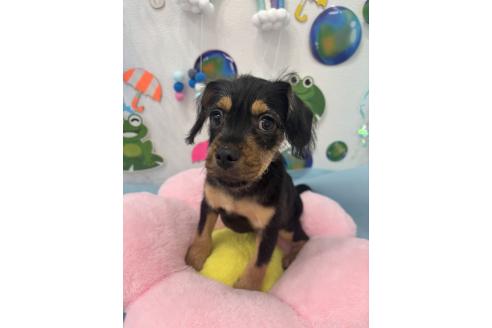 販売中の千葉県のミックス犬-379178の3枚目