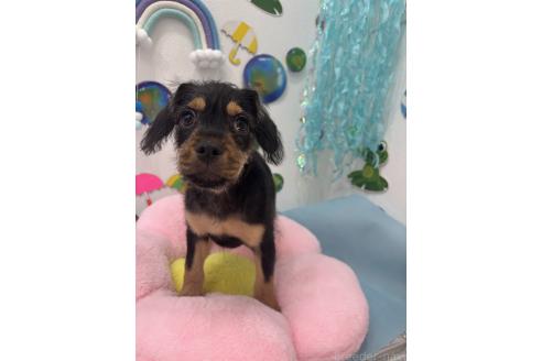 販売中の千葉県のミックス犬-379178の2枚目