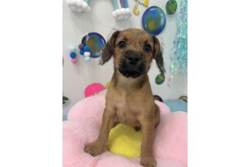 販売中の千葉県のミックス犬-379174の5枚目